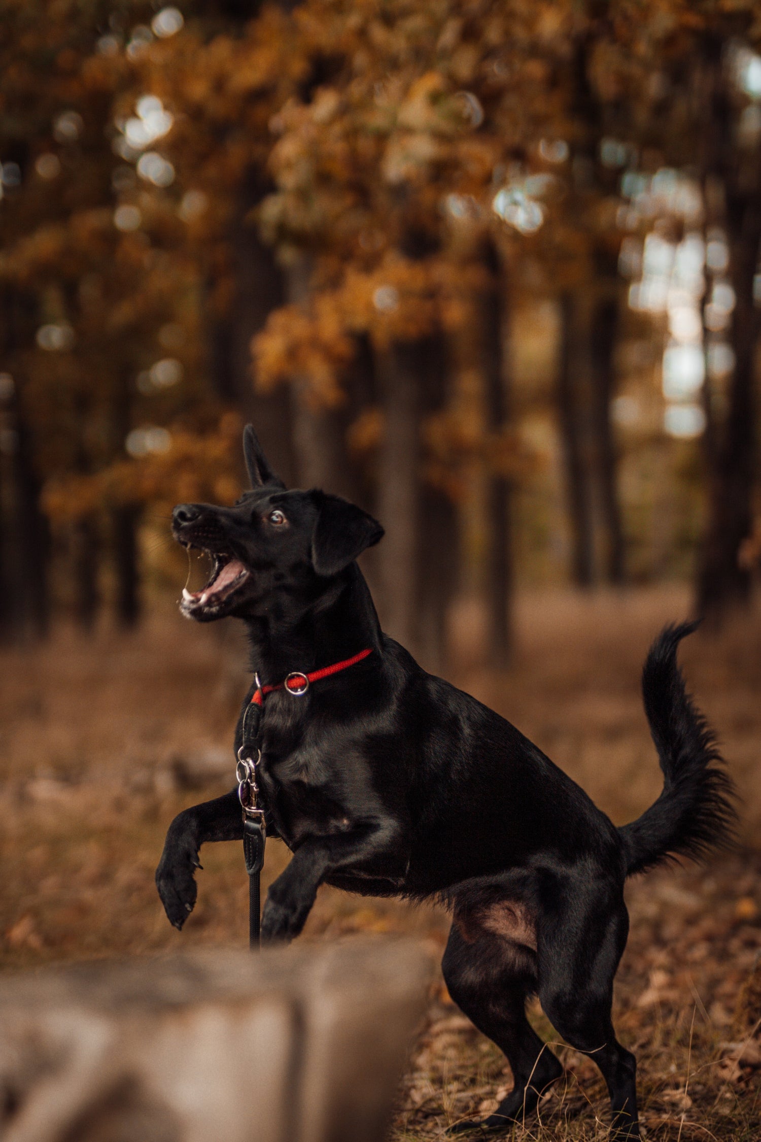 Lollo, Testkauer, durchgeknallter Mischlingshund