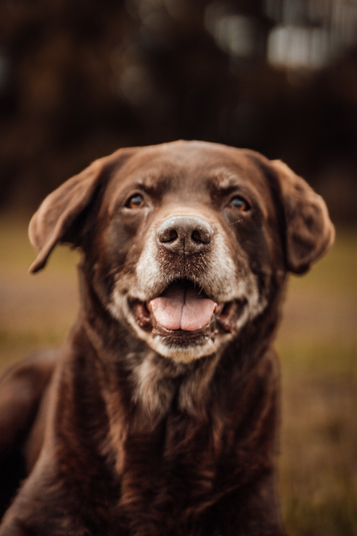 Baku, Labrador, Kauartikel-Liebhaber