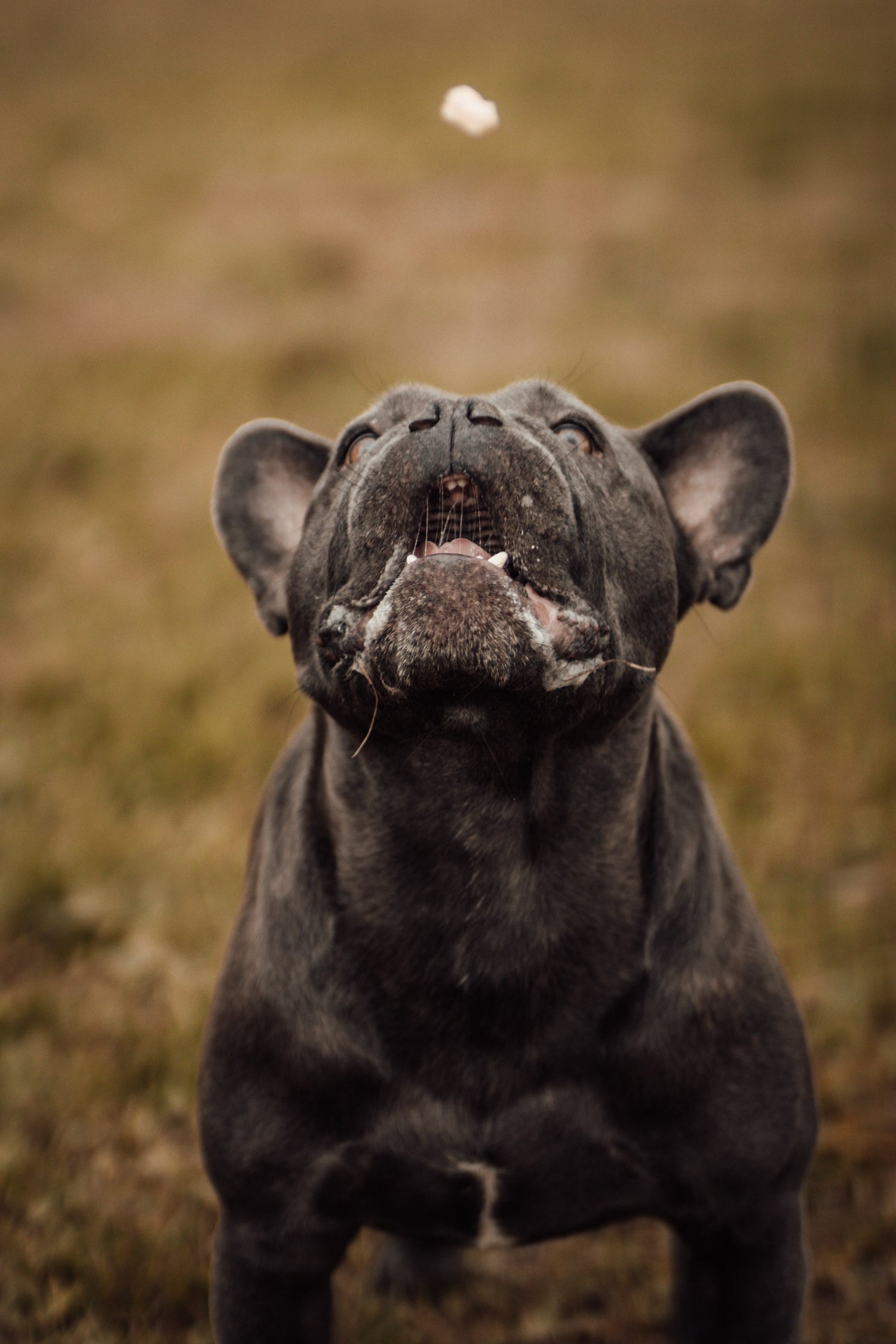 Lui, französische Bulldogge, liebt Leckerlies