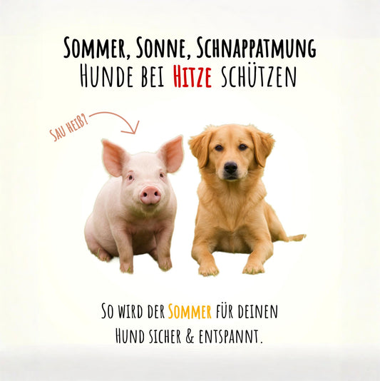 🐾☀️ Sommer, Sonne, Schnappatmung – Hunde bei Hitze schützen.